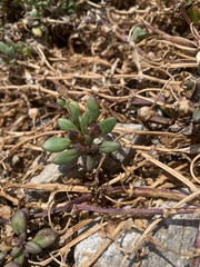 Nolana paradoxa