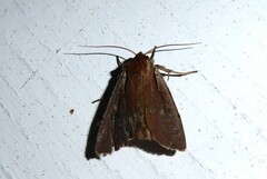 Ichneutica atristriga