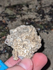 Ostreoidea