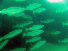 Pollachius pollachius