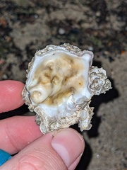 Ostreoidea