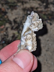 Ostreoidea
