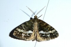 Pseudocoremia lactiflua