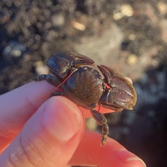 Petrolisthes cinctipes