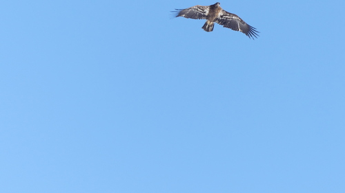 Bald Eagle photographed in South Dakota