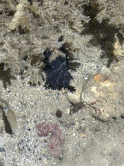 Holothuria leucospilota