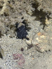 Holothuria leucospilota