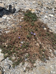 Nolana paradoxa