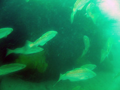 Pollachius pollachius