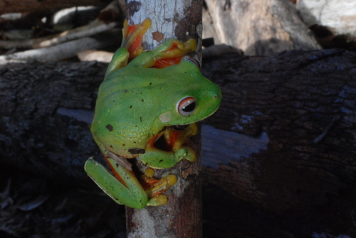 Nyctimystes gramineus, 2008-07-05