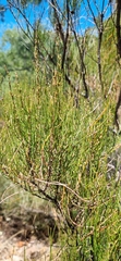 Allocasuarina muelleriana
