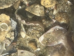 Paraclinus integripinnis