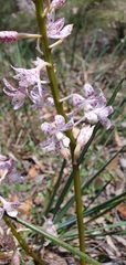 Dipodium pardalinum