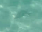 Acanthurus coeruleus