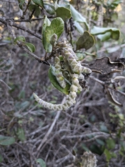 Garrya elliptica