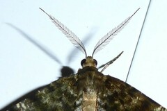 Pseudocoremia lactiflua