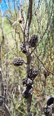 Allocasuarina muelleriana