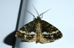 Pseudocoremia lactiflua