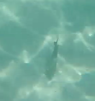 Acanthurus coeruleus