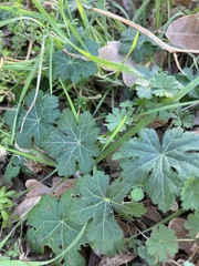 Callirhoe involucrata