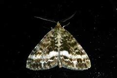 Pseudocoremia lactiflua