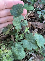 Callirhoe involucrata