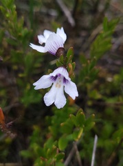 Prostanthera saxicola montana