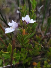 Prostanthera saxicola montana