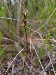 Prasophyllum striatum