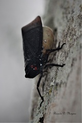 Acraephia perspicillata