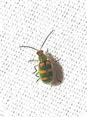Diabrotica speciosa