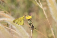 Colias harfordii