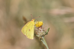 Colias harfordii