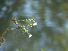 Gymnocoronis spilanthoides