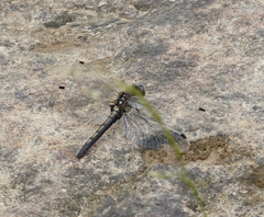 Leucorrhinia intermedia