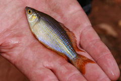 Melanotaenia splendida splendida