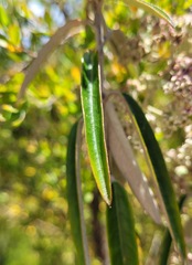 Astrotricha longifolia