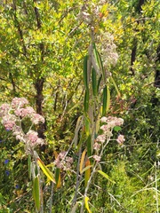 Astrotricha longifolia