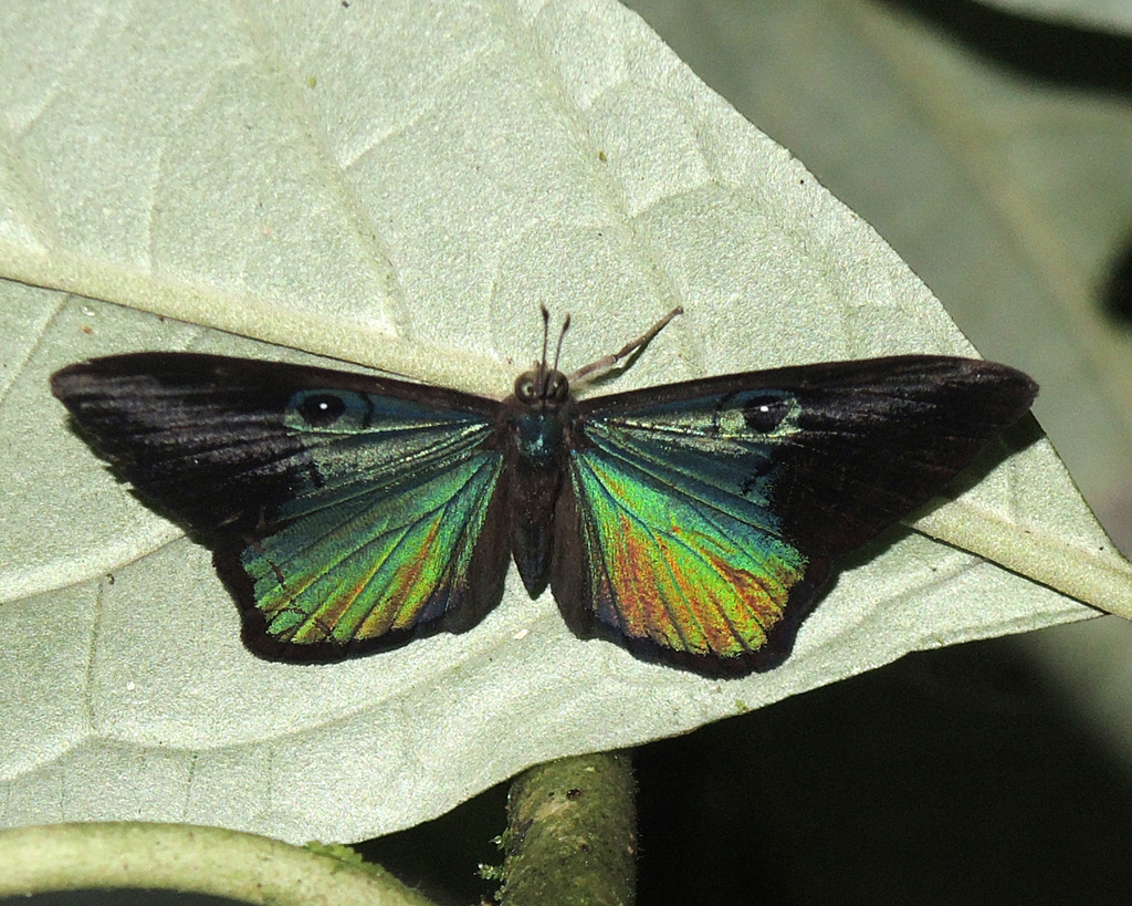 Deep-Blue Eyed-Metalmark