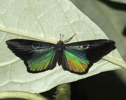 Deep-Blue Eyed-Metalmark