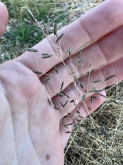 Eragrostis barrelieri