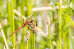 Sympetrum madidum