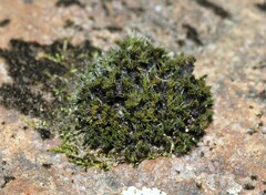 Grimmia laevigata