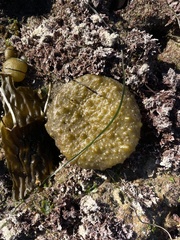 Colpomenia tuberculata