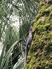 Plestiodon inexpectatus