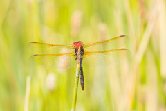 Sympetrum madidum