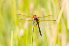 Sympetrum madidum