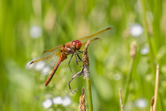 Sympetrum madidum