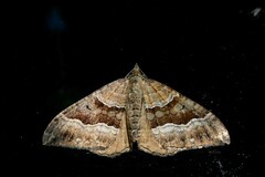 Hydriomena deltoidata