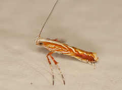 Macarostola polyplaca